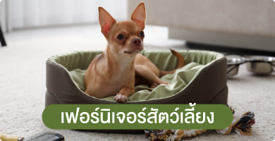 ที่นอน & บ้านสัตว์เลี้ยง